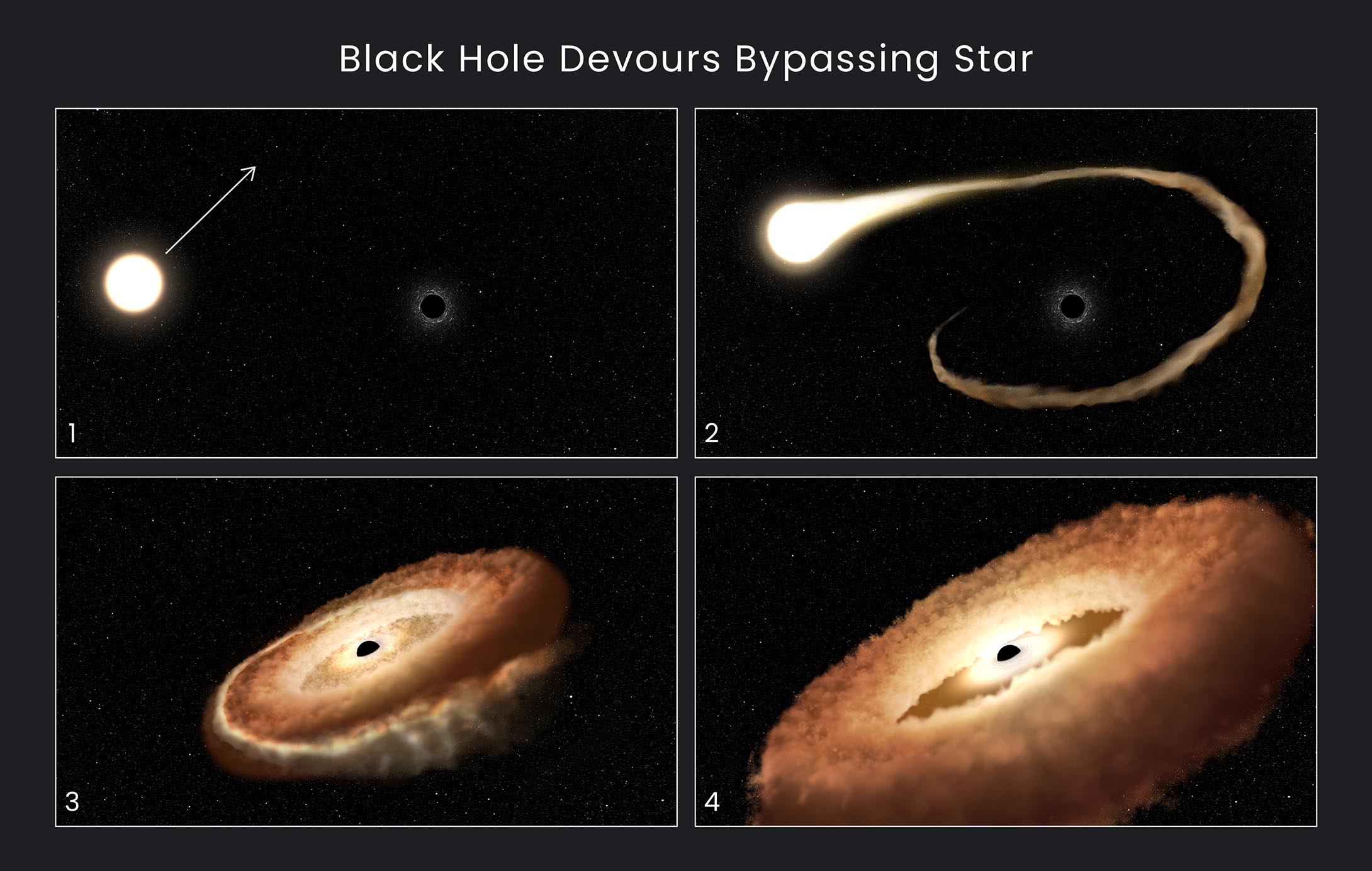 Four-panel illustration titled "Black Hole Devours Bypassing Star" showing all four illustrations are on black background of space. (1) Glowing white sphere representing the star on the left. Smaller black sphere representing the black hole on the right. Black hole is surrounded by faint white arcs. Arrow at the top right of the star points toward 2 o’clock. (2) Top right portion of the star stretches out to form a wispy brown tail winding clockwise around the black hole. (3) The black hole is surrounded by an opaque disk-shaped cloud of orange-brown bands of material spiraling in clockwise. Outer portion of the disk is much thicker than the inner portion. Material near the black hole appears to be glowing. There is no sign of the original star. (4) Similar to panel 3, but disk has expanded laterally. Coloring is more homogeneous and distinct spiral bands are no longer visible. Central part of the disk mostly cleared out, giving the disk a donut shape. Material near the black hole is glowing brightly.