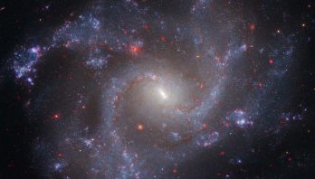 A face-on spiral galaxy with four spiral arms that curve outward in a counterclockwise direction. The spiral arms are filled with young, blue stars and peppered with purplish star-forming regions that appear as small blobs. The middle of the galaxy is much brighter and more yellowish, and has a distinct narrow linear bar angled from 11 o’clock to 5 o’clock. Dozens of red background galaxies are scattered across the image. The background of space is black.