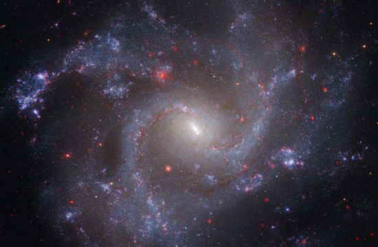 A face-on spiral galaxy with four spiral arms that curve outward in a counterclockwise direction. The spiral arms are filled with young, blue stars and peppered with purplish star-forming regions that appear as small blobs. The middle of the galaxy is much brighter and more yellowish, and has a distinct narrow linear bar angled from 11 o’clock to 5 o’clock. Dozens of red background galaxies are scattered across the image. The background of space is black.