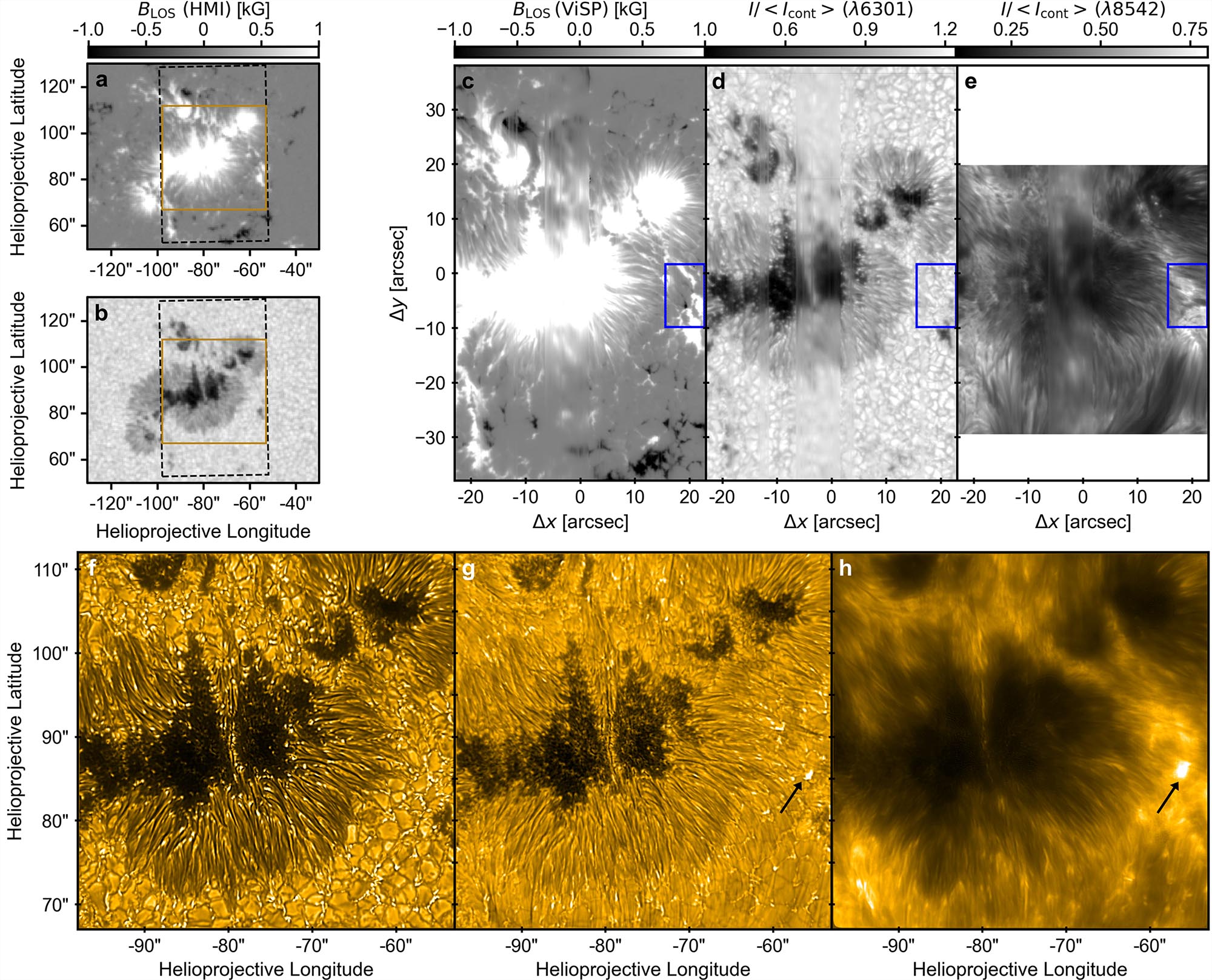 A compact brightening bursts to life at the edge of a sunspot! This multi-instrument figure showcases high-resolution observations of the same active region. Panels a–b show data from the Helioseismic and Magnetic Imager at the NASA Solar Dynamics Observatory. Panels c–e show spectra from the ViSP instrument at the Inouye. Panels f–h show images from the VBI instrument at the Inouye using three different light filters known as G-band, Hβ, and Ca II K. The panels reveal a small-scale, transient brightening (indicated by the black arrow) occurring at the boundary between opposite magnetic polarities (inside the blue box). One arcsecond corresponds to 720 km on the Sun.