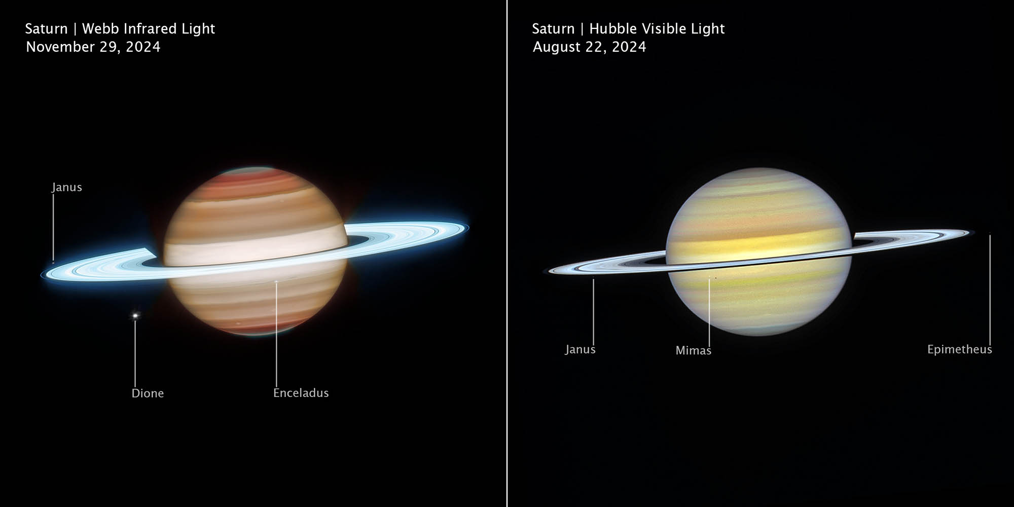 Side-by-side comparison of Saturn observed at different wavelengths and times show how differently it appears in infrared, on the left, versus visible light, on the right. Left image is labeled Saturn, Webb Infrared Light, November 29, 2024. Right image is labeled Saturn, Hubble Visible Light, August 22, 2024. In infrared, Saturn has horizontal bands, with bands at the north and south poles appearing darker orange and lightening to tan as they approach the equator. The north and south poles glow a greenish-grey. The rings appear in an icy neon white. White dots, representing several of Saturn’s moons, are labeled Janus, Dione, and Enceladus. In visible, Saturn’s horizontal bands appear pale yellow, with some bands towards the north and south pole having a light blue hue. The rings appear bright white, glowing slightly less than Webb’s infrared image. White dots, representing several of Saturn’s moons, are labeled Janus, Mimas, and Epimetheus.
